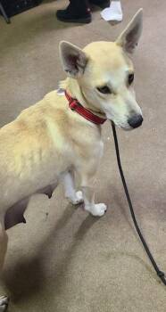 Boxer Dogs Available for Adoption - Christy | PetCurious