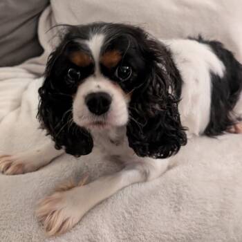 Lenore -  Cavalier King Charles Spaniel Dog for Adoption in Cincinnati, Ohio - Lenore | PetCurious