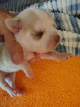 Lulu -  Chihuahua and Dachshund Dog for Adoption in Deming, New Mexico - Lulu | PetCurious