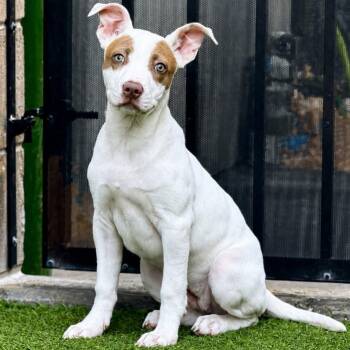 Hippo -  Pit Bull Terrier Dog for Adoption in Las Vegas, Nevada - Hippo | PetCurious