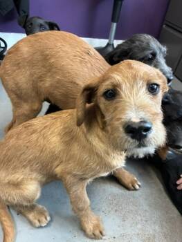 German Wirehaired Pointer Dogs Available for Adoption in Salt Lake City, Utah - *Sprout* | PetCurious