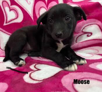 Moose -  Mixed Breed Dog for Adoption in Murray, Kentucky - Moose | PetCurious