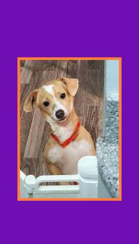 Riley -  Chiweenie and Italian Greyhound Dog for Adoption in Lake Geneva, Wisconsin - Riley | PetCurious