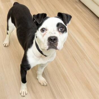 Pit Bull Terrier and Mixed Breed Dogs Available for Adoption - BOSCO STICK | PetCurious