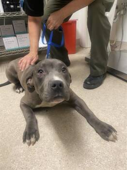 Pit Bull Terrier Dogs Available for Adoption in Thousand Oaks, California - Lois - URGENT AND AT RISK | PetCurious