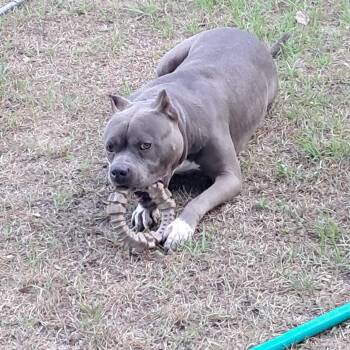 Sarge -  American Staffordshire Terrier Dog for Adoption in Brewton, Alabama - Sarge | PetCurious