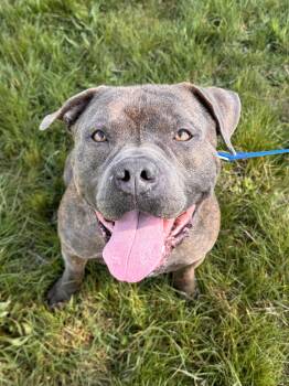 Staffordshire Bull Terrier and English Bulldog Dogs Available for Adoption in Olympia, Washington - Rocko  | PetCurious