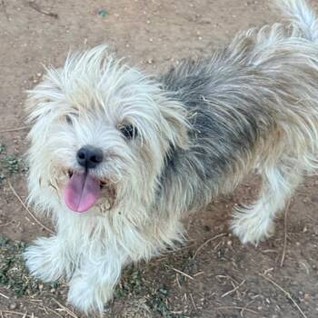 Buttons -  Yorkshire Terrier Dog for Adoption in Sacramento, California - Buttons | PetCurious