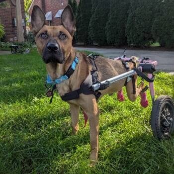 Trip -  German Shepherd Dog and Pit Bull Terrier Dog for Adoption in Detroit, Michigan - Trip | PetCurious