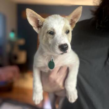 Do-Si-Do -  Mixed Breed Dog for Adoption in Buffalo, Minnesota - Do-Si-Do | PetCurious
