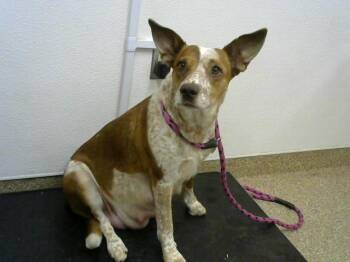 Australian Shepherd and Mixed Breed Dogs Available for Adoption - PANDA | PetCurious