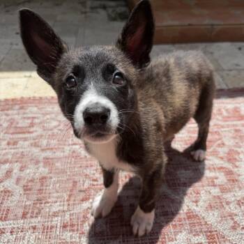 Zora -  Dutch Shepherd and Husky Dog for Adoption in Fort Lauderdale, Florida - Zora | PetCurious
