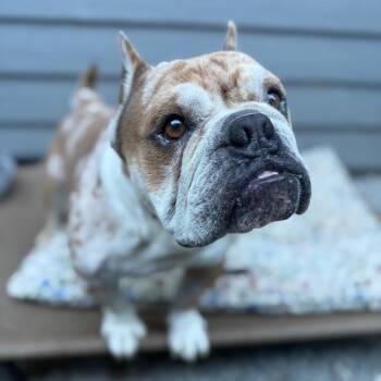 Bad Larry -  English Bulldog Dog for Adoption in Bellingham, Washington - Bad Larry | PetCurious