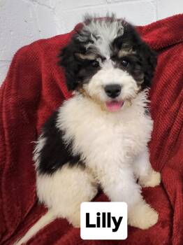 Lilly( mini Bernedoodle -  Bernedoodle Dog for Adoption in Smithfield, Pennsylvania - Lilly( Mini Bernedoodle | PetCurious