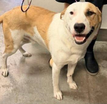 Boxer and Mixed Breed Dogs Available for Adoption in Bowling Green, Kentucky - Rodeo | PetCurious