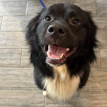 CAILLOU -  Border Collie and Chow Chow Dog for Adoption in St. Louis, Missouri - CAILLOU | PetCurious