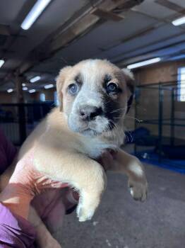 Labrador Retriever and Shepherd Dogs Available for Adoption - Milk | PetCurious