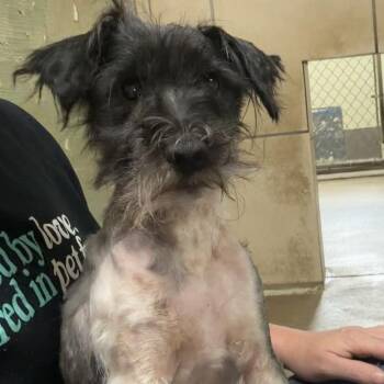Felix -  Miniature Schnauzer Dog for Adoption in Eureka Springs, Arkansas - Felix | PetCurious
