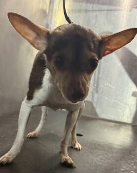 Chihuahua Dogs Available for Adoption in San Antonio, Texas - BARBI | PetCurious