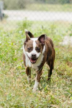 Buster -  Boston Terrier Dog for Adoption in Newburgh, Indiana - Buster | PetCurious