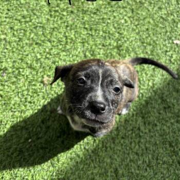 Shepherd Dogs Available for Adoption in Loxahatchee Groves, Florida - Honda 9455 | PetCurious