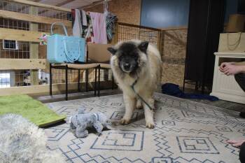 Lakota -  Akita and Keeshond Dog for Adoption in Plain City, Ohio - Lakota | PetCurious