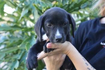 Rescue Hound and Mixed Breed Dogs for Adoption in Brunswick, Georgia - Hufflepuff | PetCurious