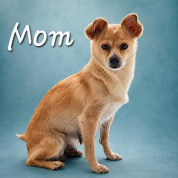 Jilly -  Chihuahua and Mixed Breed Dog for Adoption in Wickenburg, Arizona - Jilly | PetCurious