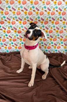 Oreo -  Mixed Breed Dog for Adoption in Chickasha, Oklahoma - Oreo | PetCurious