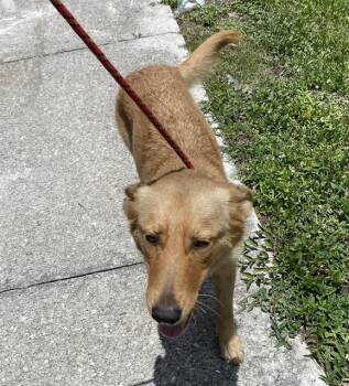 PIE -  Golden Retriever and Mixed Breed Dog for Adoption in Fort Myers, Florida - PIE | PetCurious