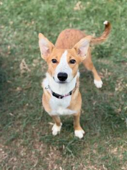 Penelope -  Basenji Dog for Adoption in Lutz, Florida - Penelope | PetCurious