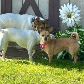 Chihuahua and Dachshund Dogs Available for Adoption in Waterford, New Jersey - ROOSEVELT | PetCurious
