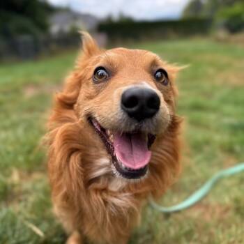 Skipper -  Dachshund and Golden Retriever Dog for Adoption in Bellingham, Washington - Skipper | PetCurious