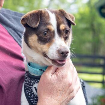 Rat Terrier and Labrador Retriever Dogs Available for Adoption in West Grove, Pennsylvania - CoCo   (Female)   Avail 5/23 | PetCurious
