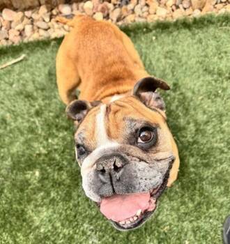English Bulldog Dogs Available for Adoption in Denver, Colorado - Plum Pudding | PetCurious