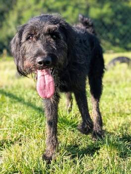 Jett -  Labrador Retriever Dog for Adoption in Cuyahoga Falls, Ohio - Jett | PetCurious
