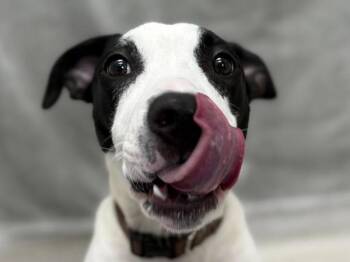 Mulberry -  Pit Bull Terrier Dog for Adoption in Portland, Oregon - Mulberry | PetCurious