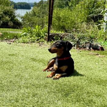Gracie 22299 -  Dachshund and Mixed Breed Dog for Adoption in Cumming, Georgia - Gracie 22299 | PetCurious
