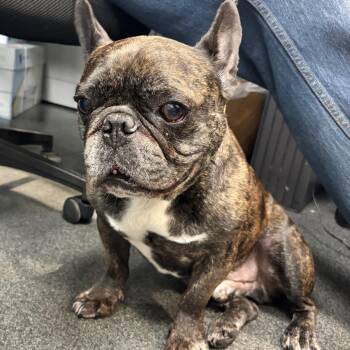 Charlie -  French Bulldog Dog for Adoption in Allentown, Pennsylvania - Charlie | PetCurious