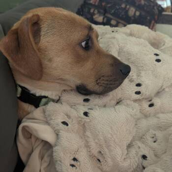 LaCroix -  Mixed Breed Dog for Adoption in Buffalo, Minnesota - LaCroix | PetCurious