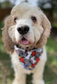 Rocky -  Cocker Spaniel Dog for Adoption in Arlington, Virginia - Rocky | PetCurious