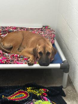 Jethro -  Mixed Breed Dog for Adoption in Lake City, Arkansas - Jethro | PetCurious