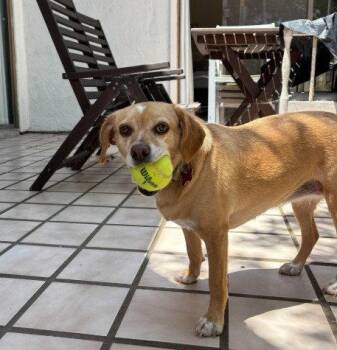 Poppy -  Beagle and Chihuahua Dog for Adoption in San Diego, California - Poppy | PetCurious