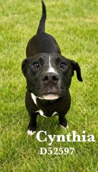 Cynthia -  Mixed Breed Dog for Adoption in Clarksville, Tennessee - Cynthia | PetCurious