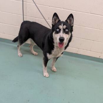 Rescue Mixed Breed Dogs for Adoption in Memphis, Tennessee - Sampson | PetCurious