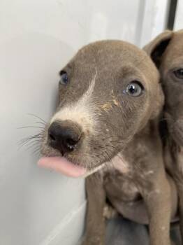 Lovely -  Pit Bull Terrier Dog for Adoption in Victorville, California - Lovely | PetCurious