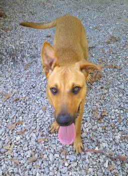 MACON BACON -  Hound Dog for Adoption in Pegram, Tennessee - MACON BACON | PetCurious