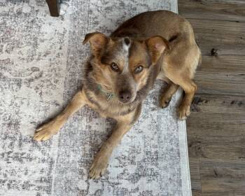 Australian Cattle Dog Blue Heeler and Australian Shepherd Dogs Available for Adoption - Dally | PetCurious