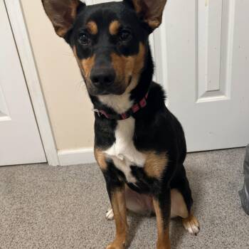 Rottweiler and Miniature Pinscher Dogs Available for Adoption - Luna | PetCurious