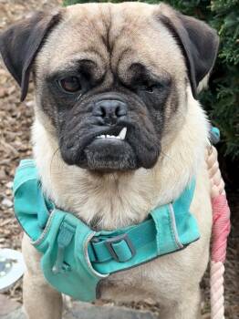 Pug Dogs Available for Adoption in Pelham, Massachusetts - Ripley | PetCurious